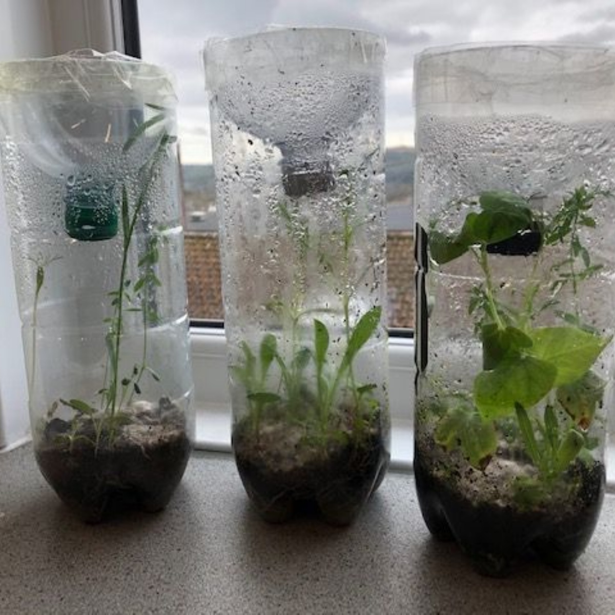 Ivybridge Community College - ‘Biomes in Bottles’